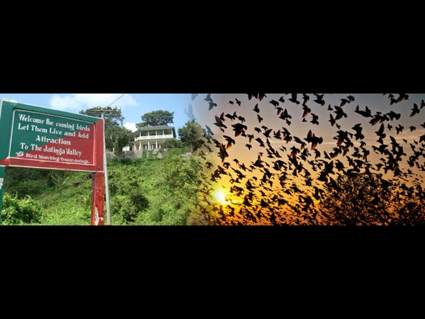 మాస్ బర్డ్ సూసైడ్