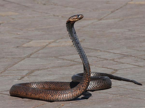 నాగపంచమి