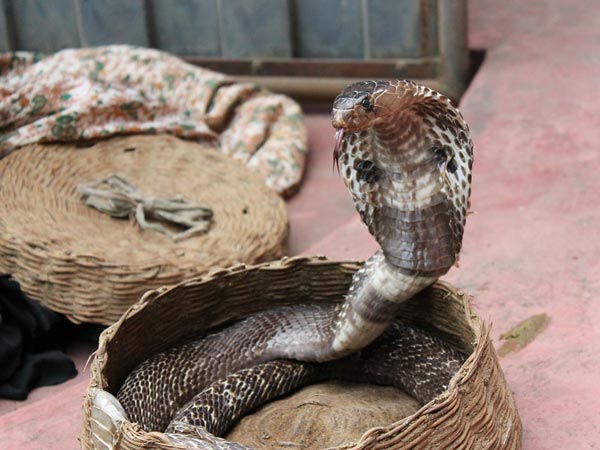 నాగపంచమి