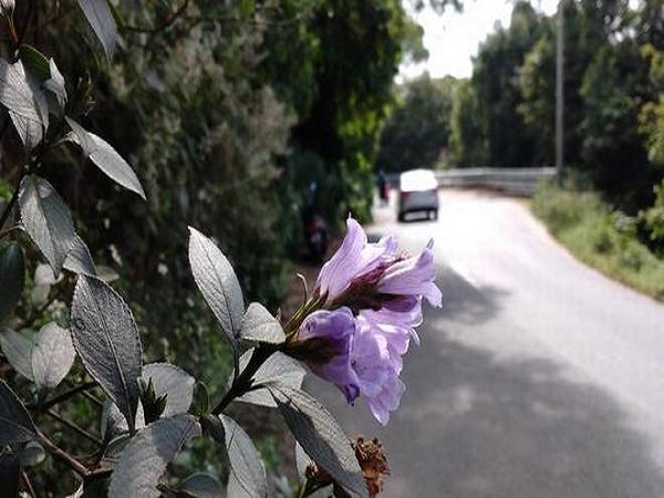 నీల్ కురంజి