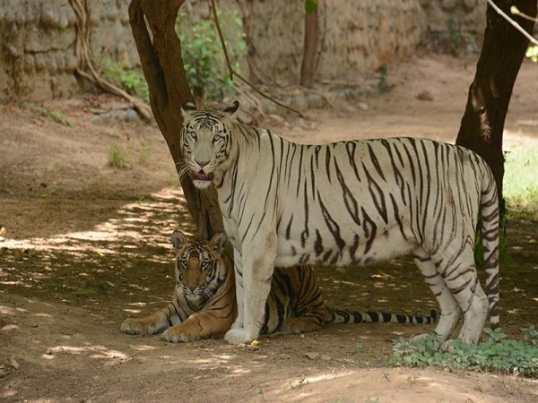గ్వాలియర్ జూ