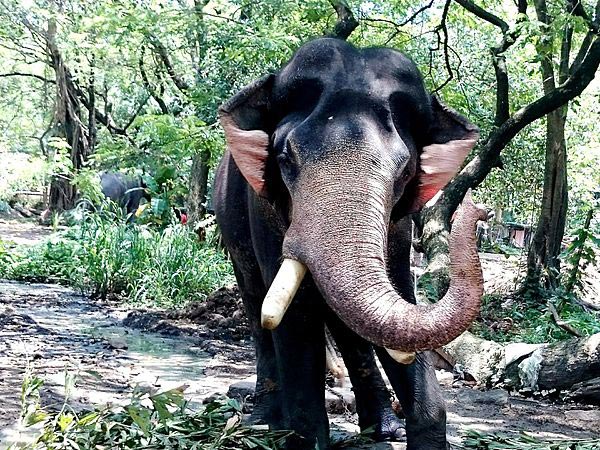 శివుడు తపస్సు చేస్తూ