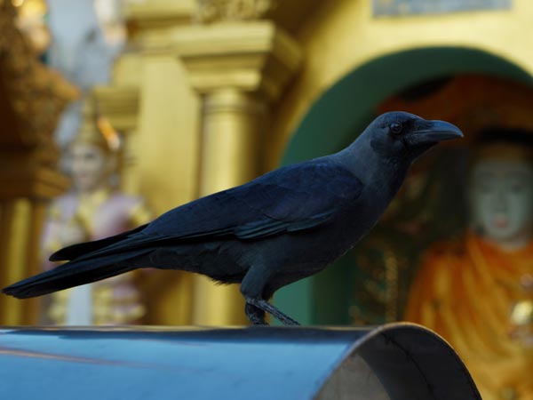 కుమారుడైన చంద్రవంత