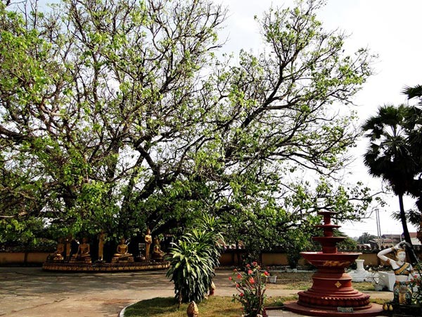 నిపుణులు