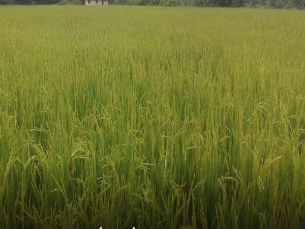 కడియాళి మహోత్సవం