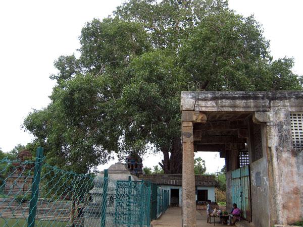 శ్రీముష్నం, భూ వరాహస్వామి