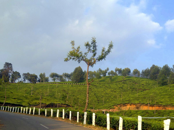 Thralling Places To Visit In Kannan Devan Hills, Things to do and how to reach Thralling Places To Visit In Kannan Devan Hills, Things to do and how to reach