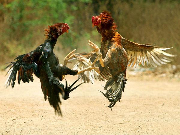 పౌరుషానికి ప్రతీకగా ఉండే కోళ్ళు పందేలు