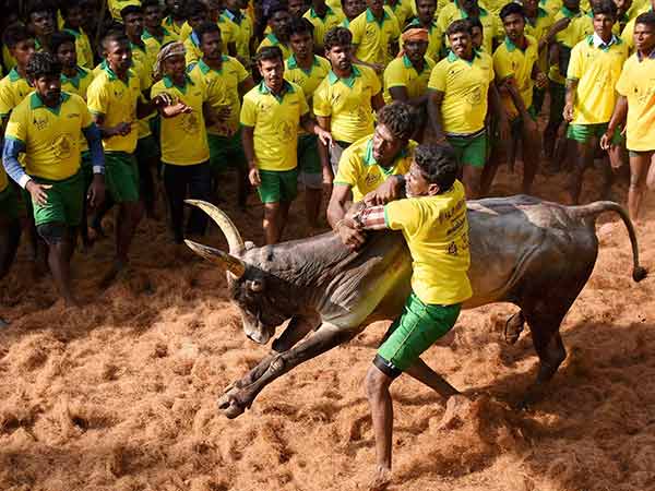 తమిళనాడు సంక్రాంతి అనగానే గుర్తొచ్చేది జల్లికట్టు