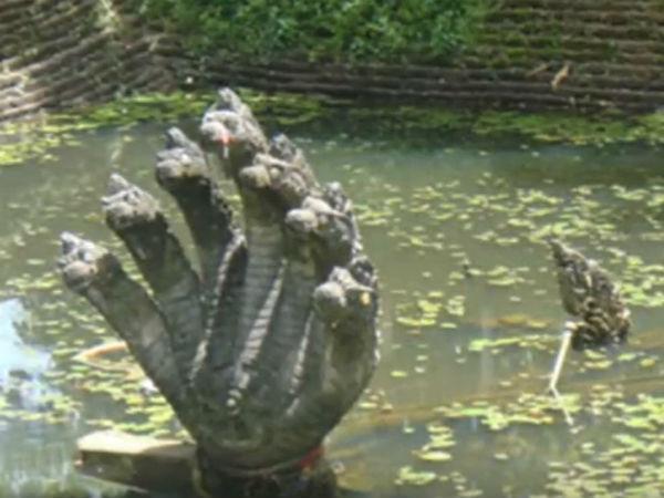 నాగపంచమి రోజు ఆలయానికి