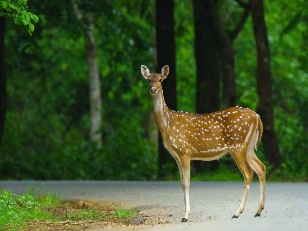 దాండేలి: