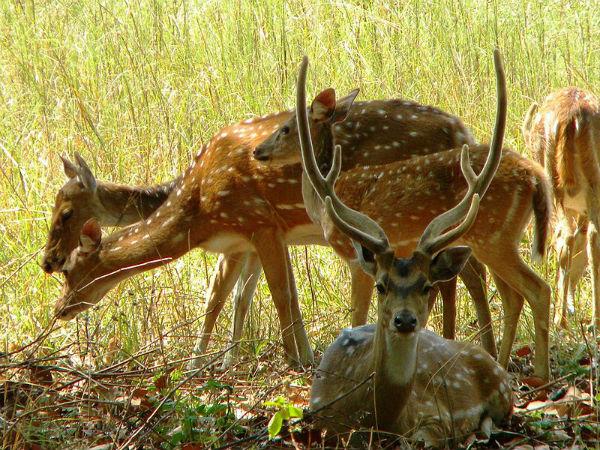 రలామండల వైల్డ్ లైఫ్ శాంక్చురి