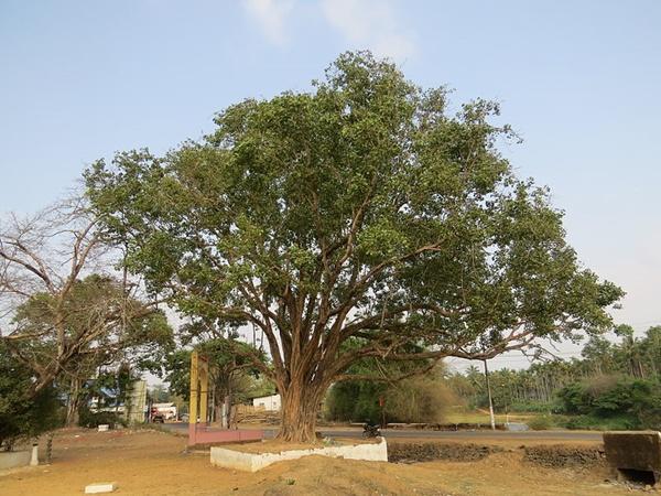 చాలా కాలంగా నుండి ప్రజలు నెలరోజుల పాటు