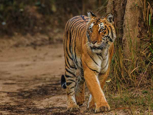 జిమ్ కార్బెట్ నేషనల్ పార్క్