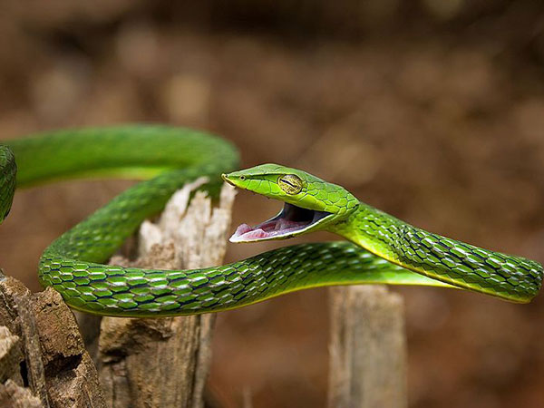 అగుంబె
