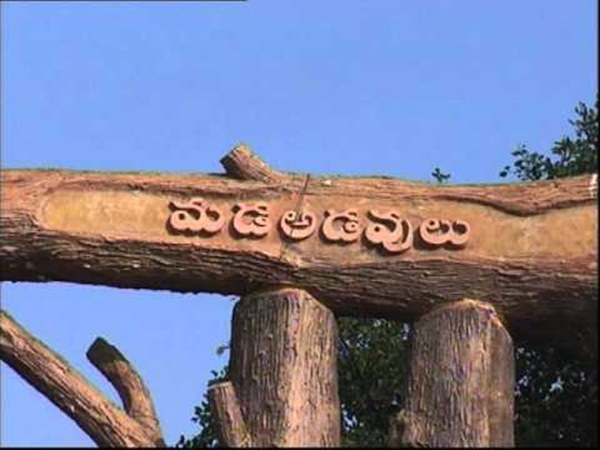 భూమిలోనికి ఉండే వేర్లవల్ల ఈ చెట్లకి కావలసినంత ఆక్సిజన్ తీసుకొనే అవకాశం