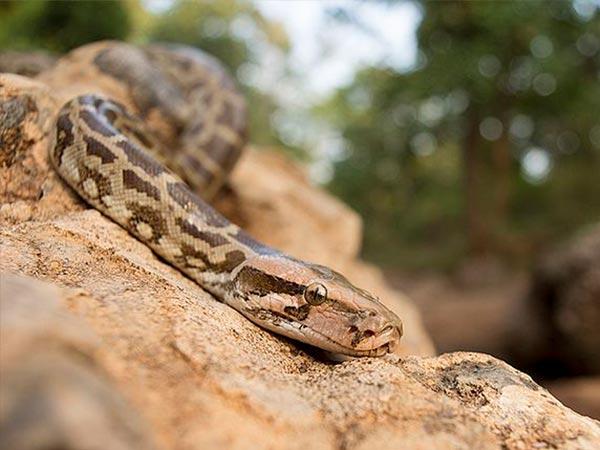 సత్పురా జాతీయ అభయారణ్యం