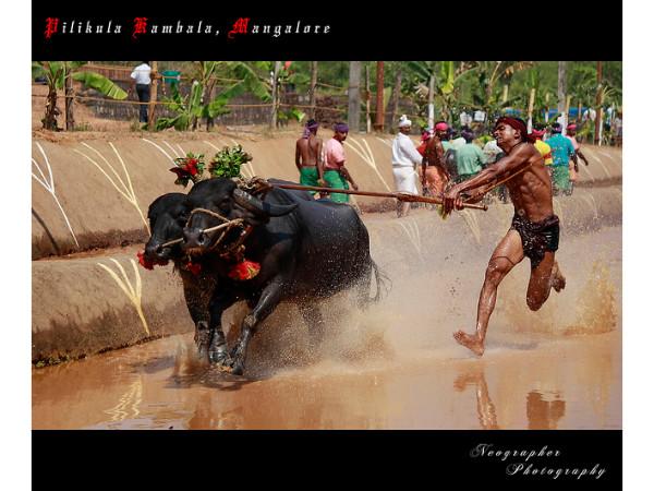 ‘విట్టల్ పిండి’ ఉత్సవం: